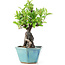 Pyracantha, 21 cm, ± 10 jaar oud