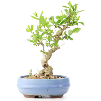 Ligustrum, 18 cm, ± 12 Jahre alt