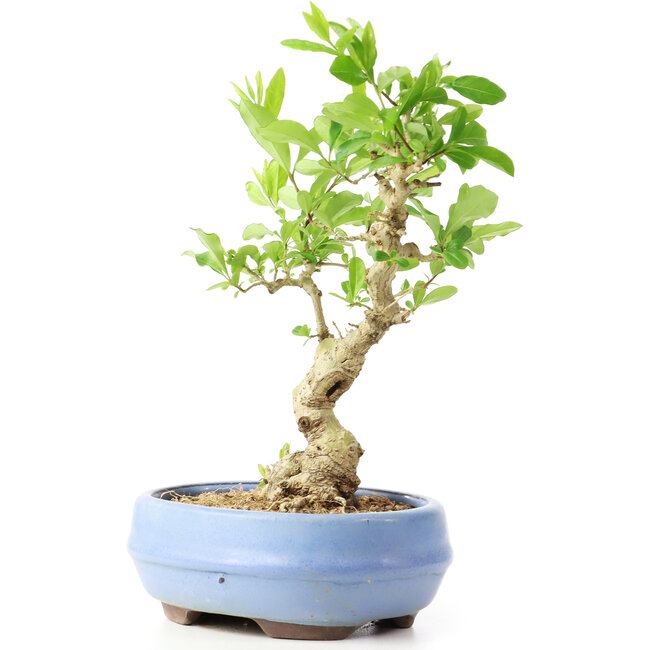Ligustrum, 18 cm, ± 12 ans