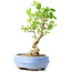 Ligustrum, 18 cm, ± 12 anni