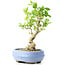 Ligustrum, 18 cm, ± 12 years old