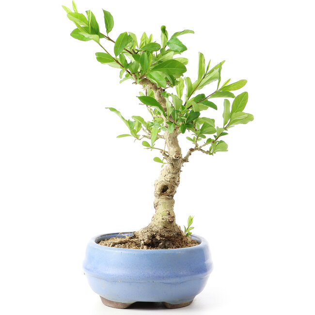 Ligustrum, 18 cm, ± 12 años
