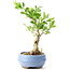 Ligustrum, 18 cm, ± 12 anni