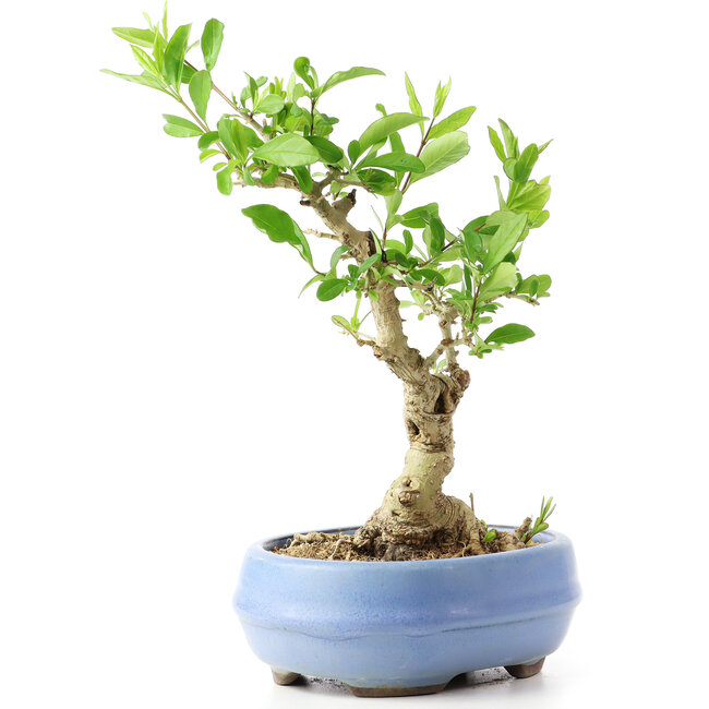 Ligustrum, 18 cm, ± 12 Jahre alt