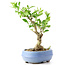 Ligustrum, 18 cm, ± 12 anni