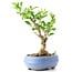 Ligustrum, 18 cm, ± 12 years old