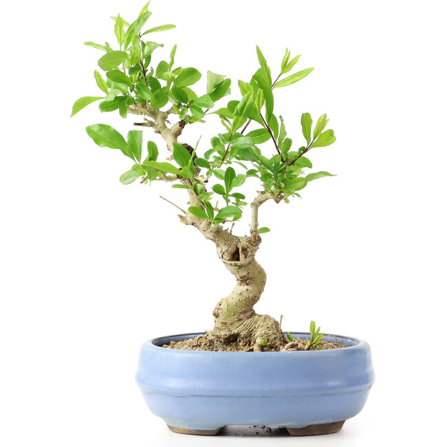Ligustrum, 18 cm, ± 12 años