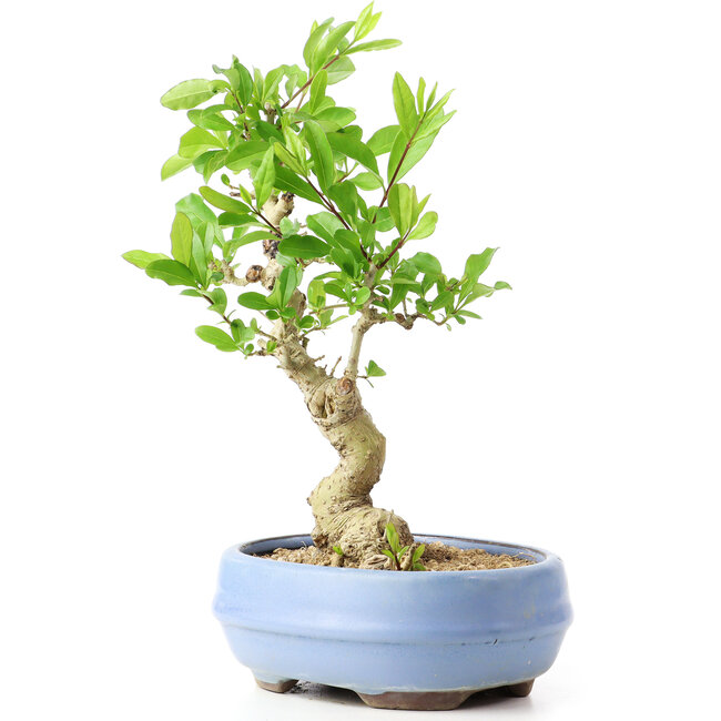 Ligustrum, 18 cm, ± 12 años