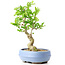 Ligustrum, 18 cm, ± 12 anni