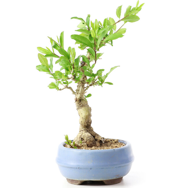 Ligustrum, 18 cm, ± 12 ans
