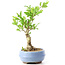 Ligustrum, 18 cm, ± 12 anni