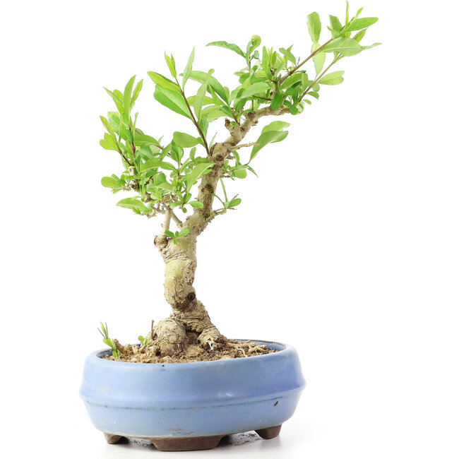 Ligustrum, 18 cm, ± 12 Jahre alt