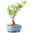 Ligustrum, 18 cm, ± 12 anni