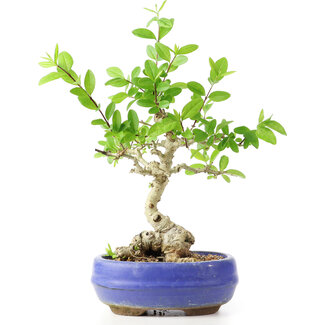 Ligustrum, 18 cm, ± 12 anni