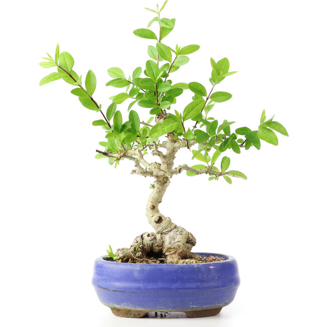 Ligustrum, 18 cm, ± 12 Jahre alt