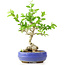 Ligustrum, 18 cm, ± 12 años