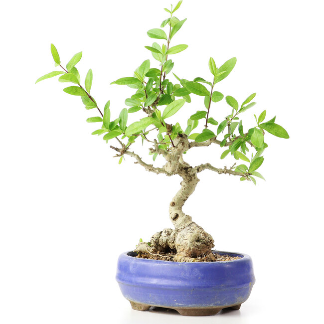 Ligustrum, 18 cm, ± 12 ans