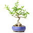 Ligustrum, 18 cm, ± 12 anni