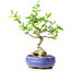 Ligustrum, 18 cm, ± 12 years old