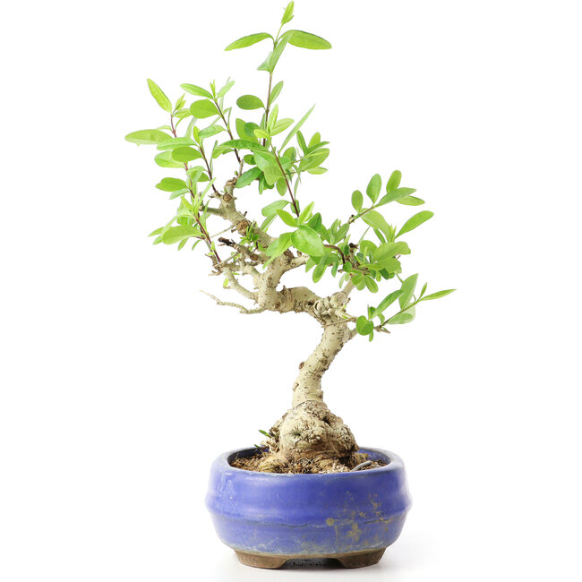 Ligustrum, 18 cm, ± 12 Jahre alt