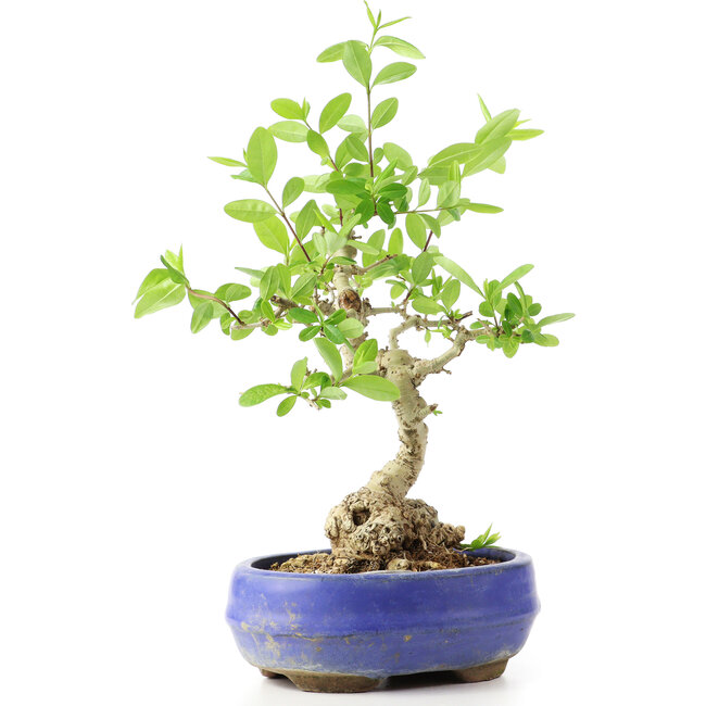 Ligustrum, 18 cm, ± 12 years old