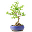 Ligustrum, 18 cm, ± 12 anni