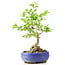 Ligustrum, 18 cm, ± 12 years old