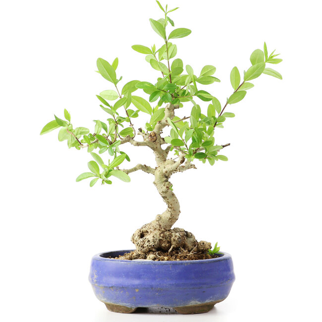 Ligustrum, 18 cm, ± 12 ans