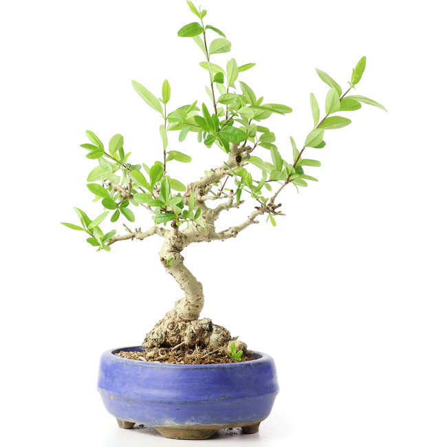 Ligustrum, 18 cm, ± 12 ans