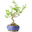 Ligustrum, 18 cm, ± 12 anni