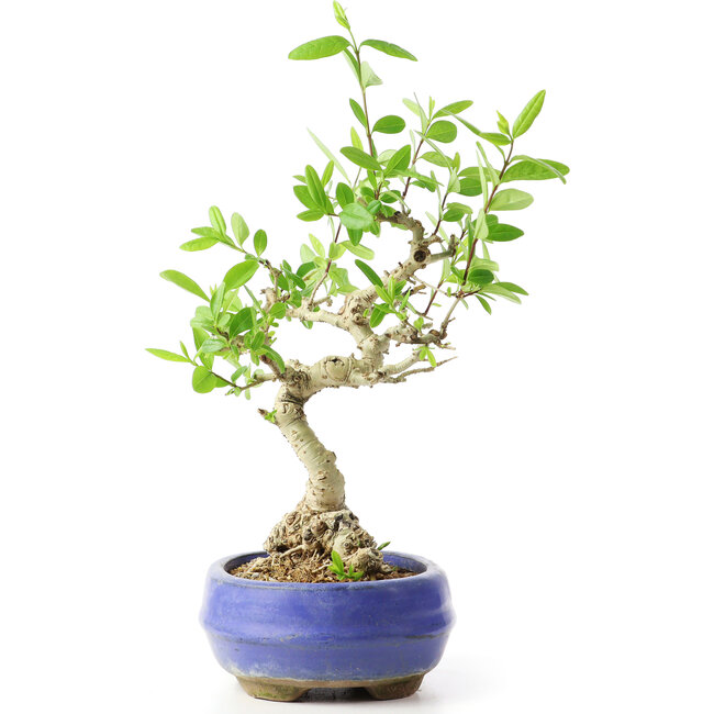 Ligustrum, 18 cm, ± 12 años
