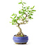 Ligustrum, 18 cm, ± 12 anni