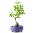 Ligustrum, 18 cm, ± 12 anni