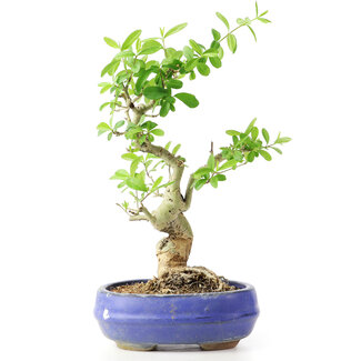 Ligustrum, 19 cm, ± 12 years old