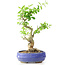 Ligustrum, 19 cm, ± 12 anni