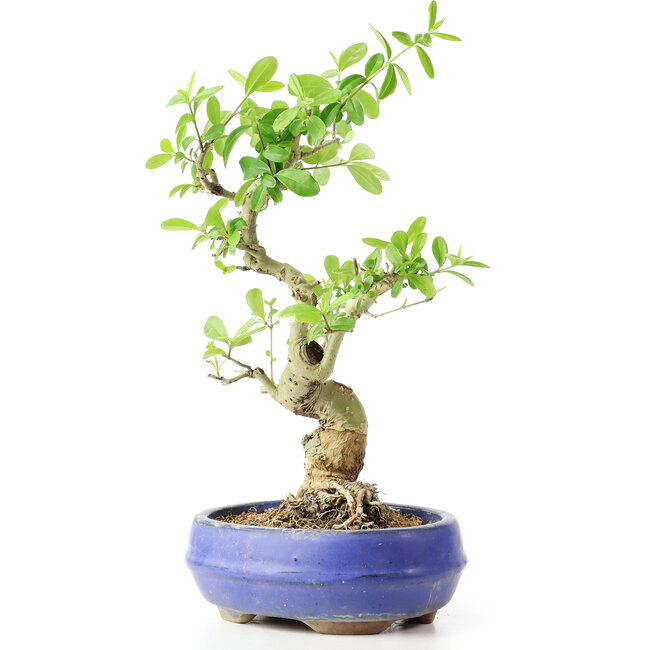 Ligustrum, 19 cm, ± 12 ans
