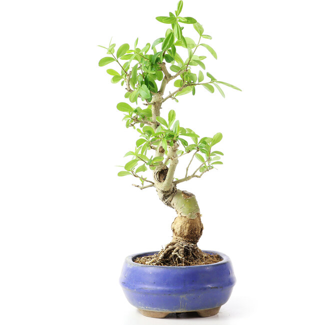 Ligustrum, 19 cm, ± 12 años