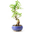 Ligustrum, 19 cm, ± 12 anni