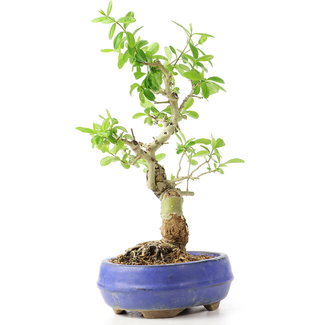 Ligustrum, 19 cm, ± 12 años