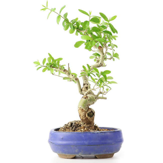 Ligustrum, 19 cm, ± 12 años