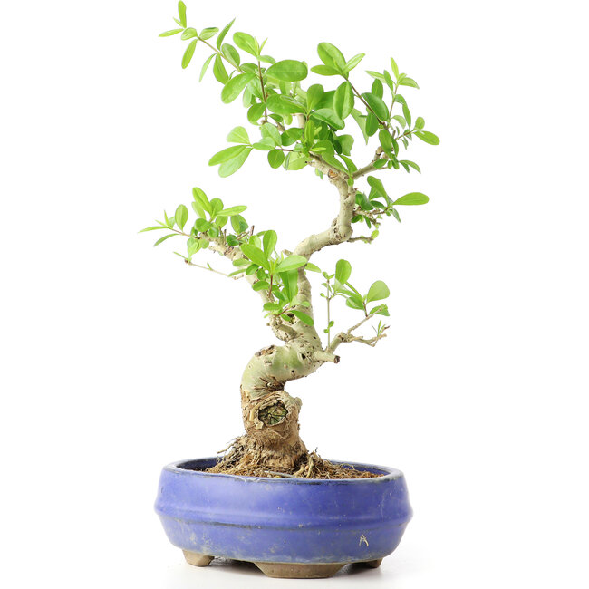 Ligustrum, 19 cm, ± 12 años