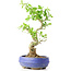 Ligustrum, 19 cm, ± 12 anni