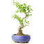 Ligustrum, 19 cm, ± 12 years old