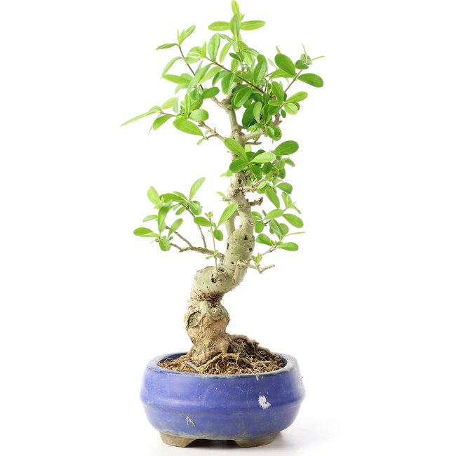 Ligustrum, 19 cm, ± 12 Jahre alt