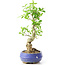 Ligustrum, 19 cm, ± 12 anni