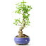 Ligustrum, 19 cm, ± 12 years old