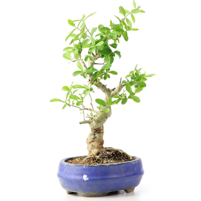 Ligustrum, 19 cm, ± 12 años