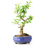 Ligustrum, 19 cm, ± 12 anni