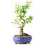 Ligustrum, 19 cm, ± 12 years old