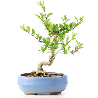 Ligustrum, 14 cm, ± 12 anni